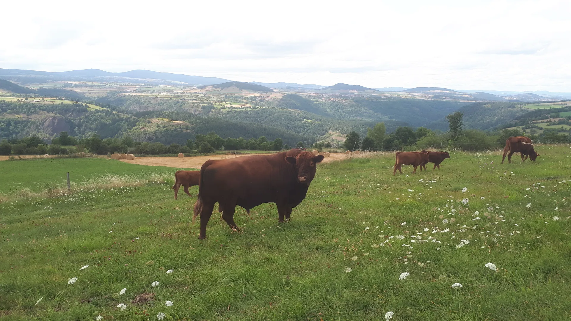 Vente directe de viande angus bio