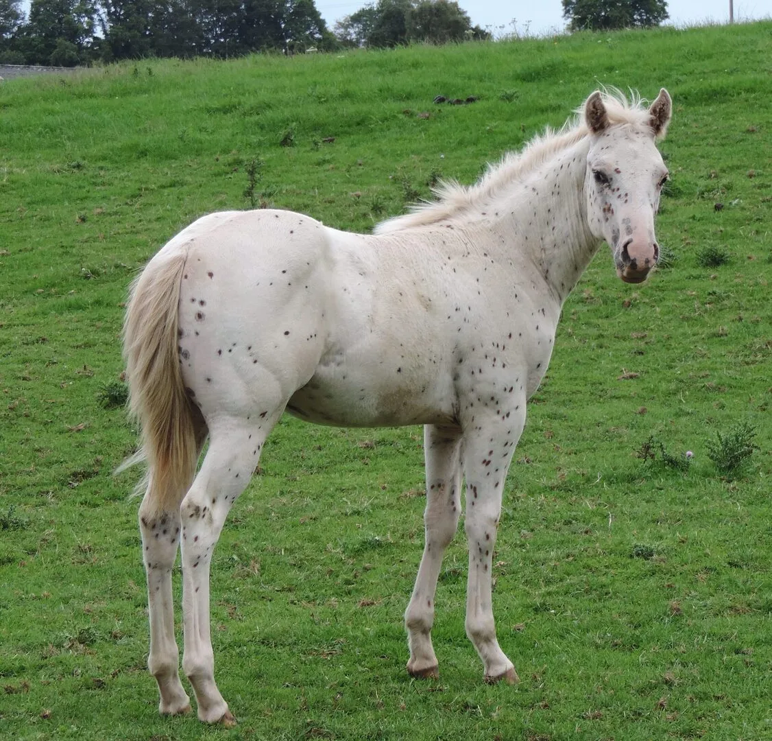 Vente de chevaux P.O.A.