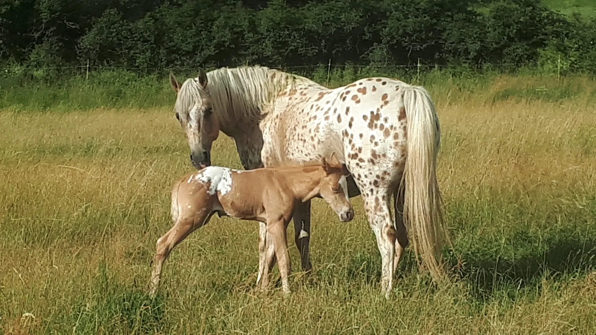 Vente de chevaux P.O.A., Poneys des Amériques