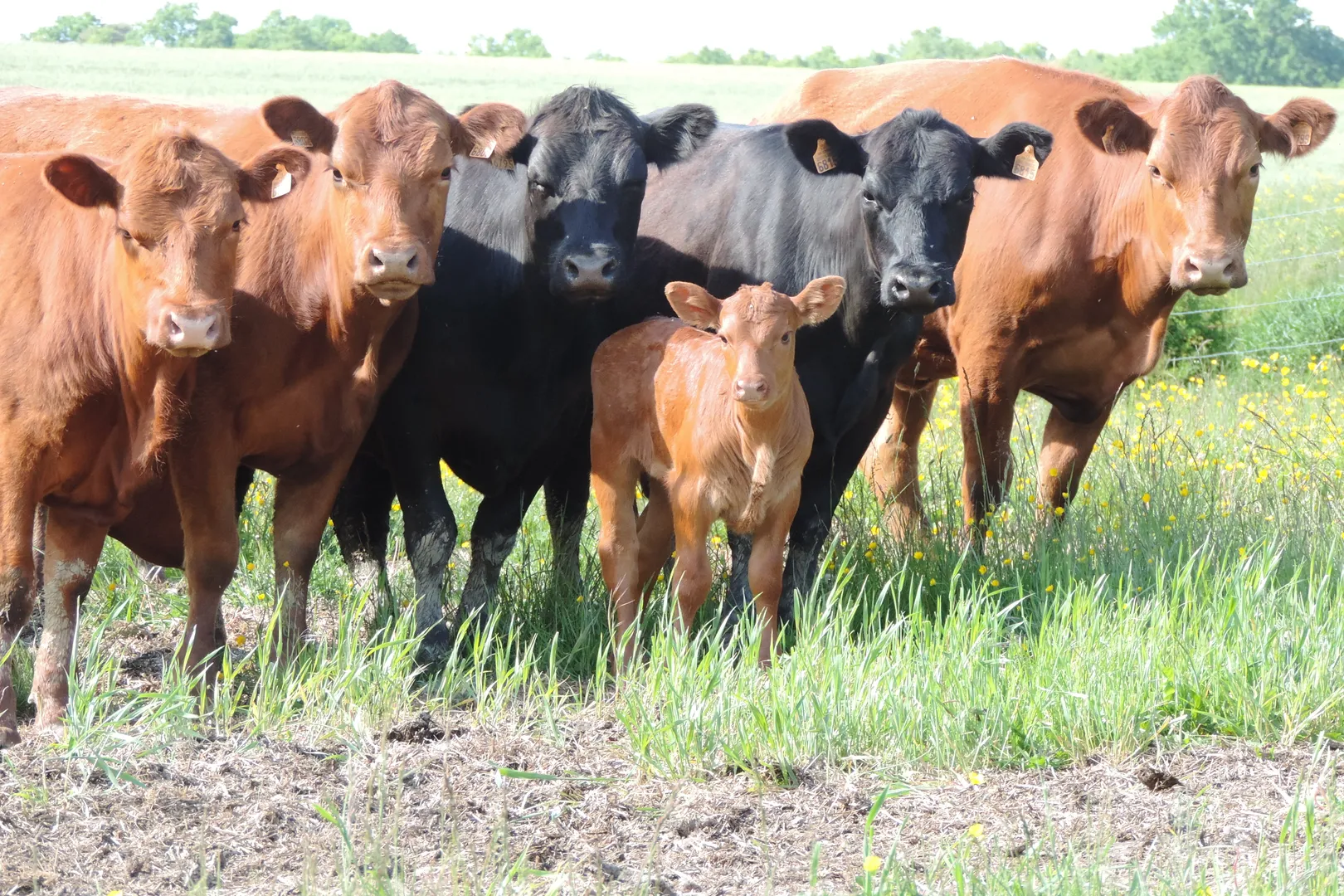 Vente directe de viande angus bio fini au cidre et maturée 